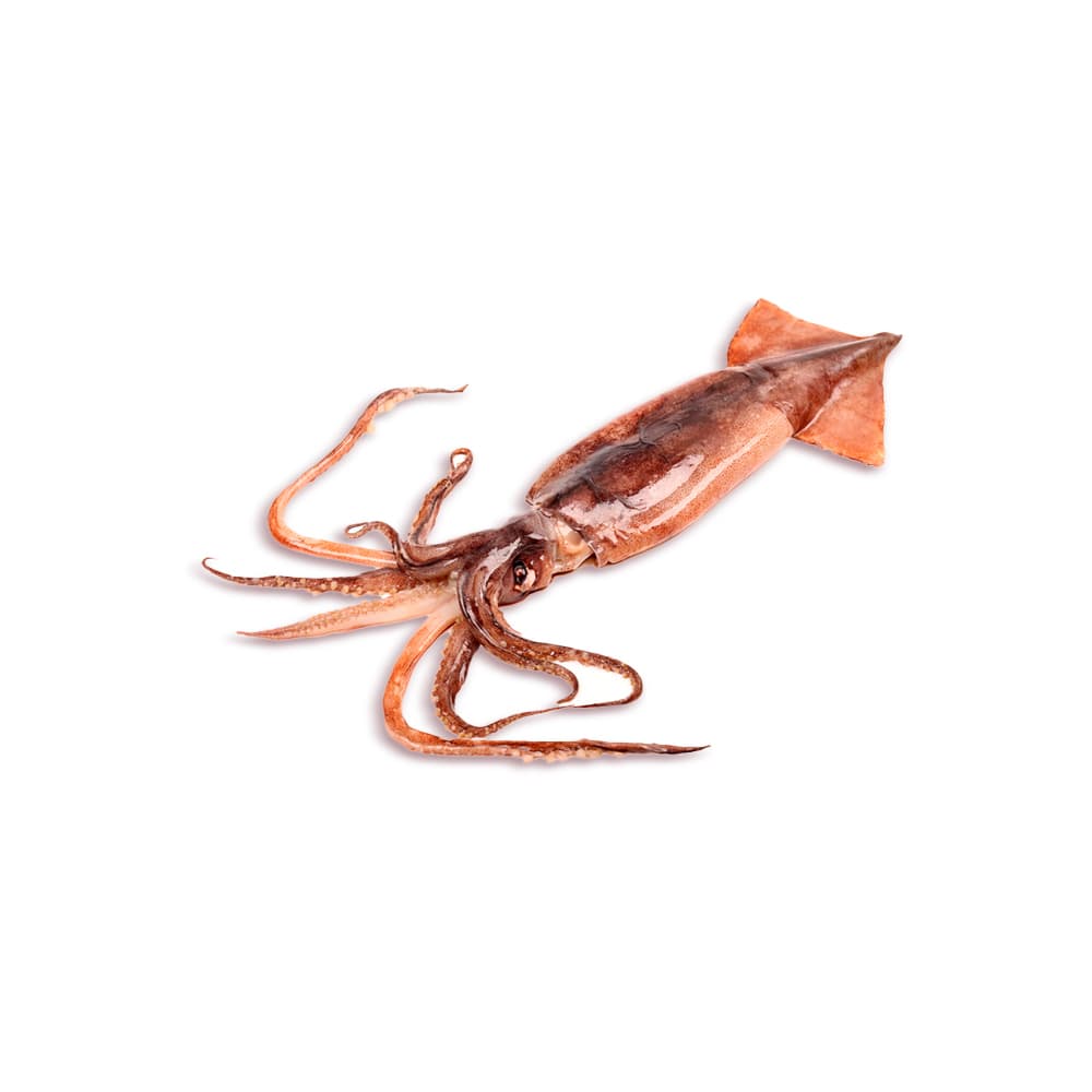 Calamar Rojo